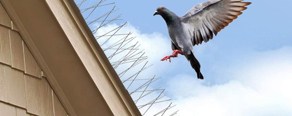 Pigeon & Bird Control Spikes in Hyderabad